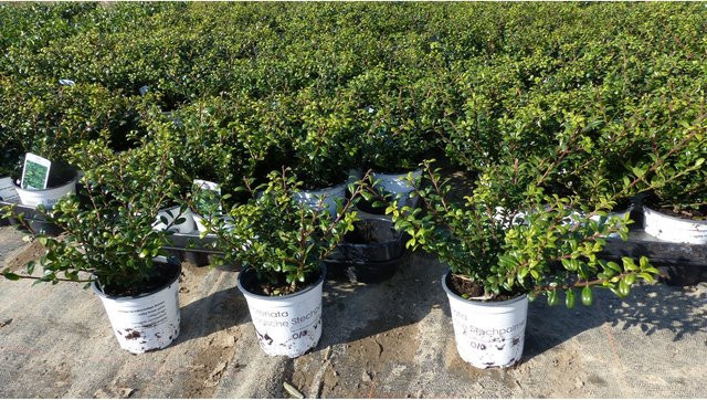 50 Stück Ilex crenata Stokes Heckenpflanzen von Grünwaren als winterharte und robuste Buchsbaum-Alternative in Grün - Bild 1