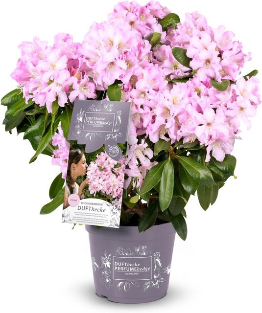Easydendron Rhododendron Dufthecke Rosa, Höhe: 30-40 cm - Bild 1