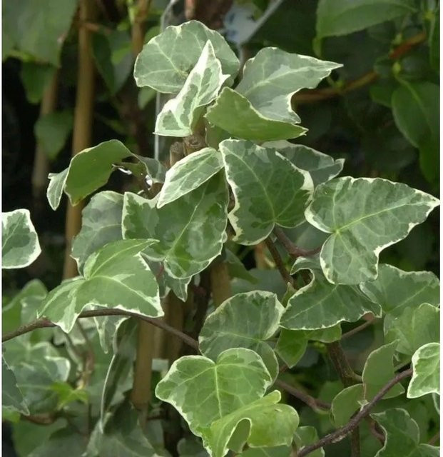 Hedera helix Efeu Glacier Kletterpflanze und Bodenbedeckung, grün, Höhe: 125-150 cm - Bild 1