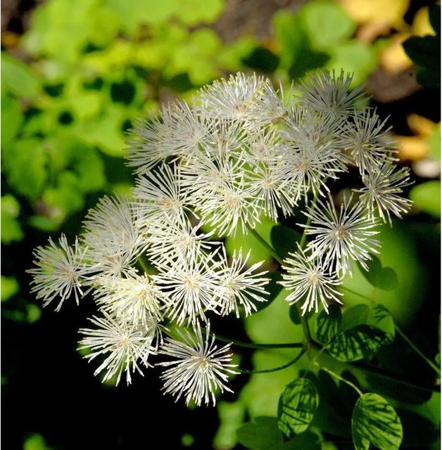 Weiße Akeleiblättrige Wiesenraute Thalictrum aquilegifolium als mehrjährige Solitärpflanze für Bauerngärten und Schnittblumen - Bild 1