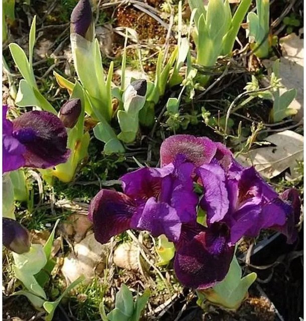 Zwergschwertlilie Little Shadow Iris barbata in Lila als mehrjährige Beetpflanze für Steingärten - Bild 1