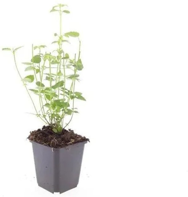 Exotenherz Zierstaude Duftnessel Agastache Rugosa Black Adder Set mit 6 Pflanzen im 9cm Topf - Bild 1