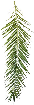 Aplanta Kunstbaum Soraya mit künstlichen Phoenixpalmen Blättern