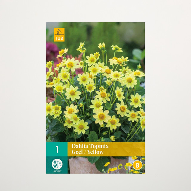 Gelbe Topmix-Dahlie Knolle von BLUME2000 für Beete und Blumenkübel - Bild 1