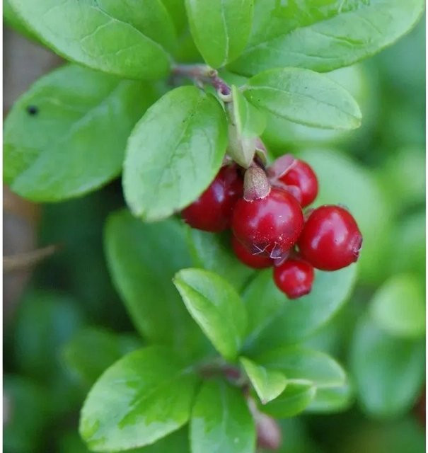 10er Set Preiselbeere Vaccinium vitis idaea Strauch in Dunkelgrün und Rot, Höhe: 10-15 cm - Bild 1