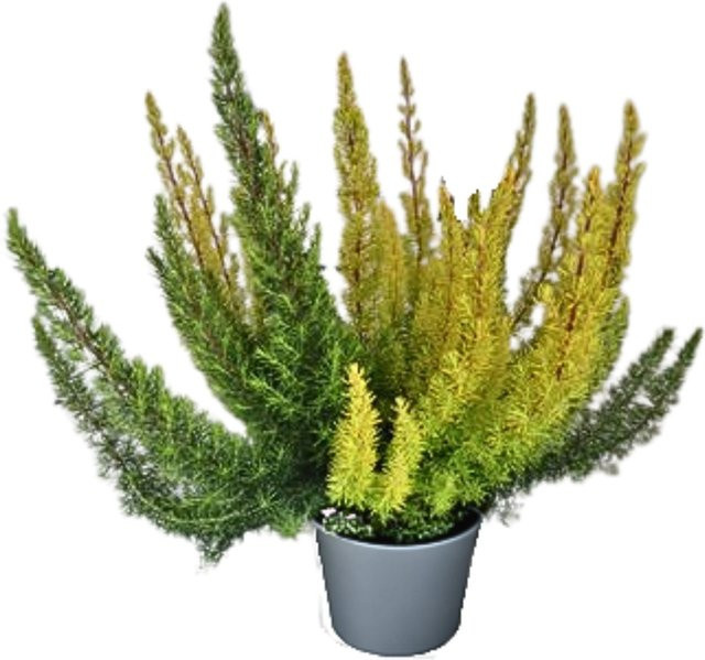 Bunte Besenheide Twin Calluna als Zierstrauch für Balkon und Garten - Bild 1