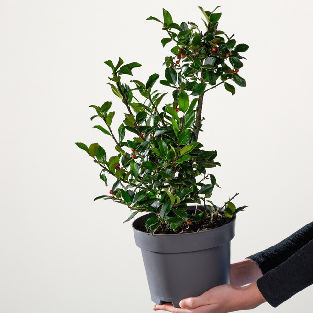 Stechpalme Blue Maid als Ziergehölz und Hecke - Bild 1