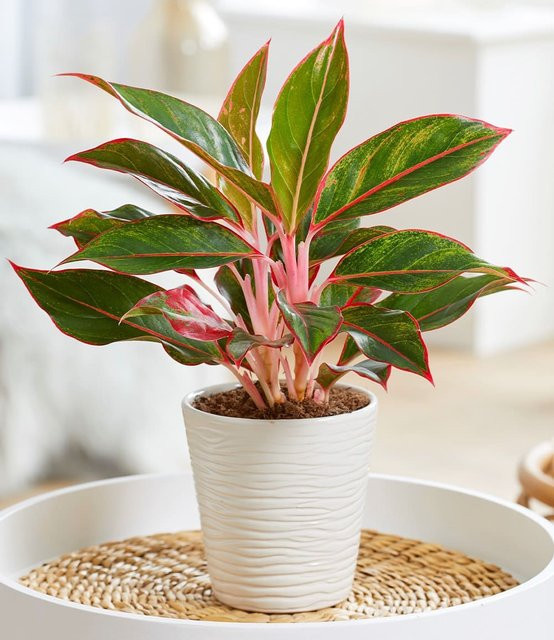 Aglaonema Jungle Red Zimmerpflanze - Bild 1