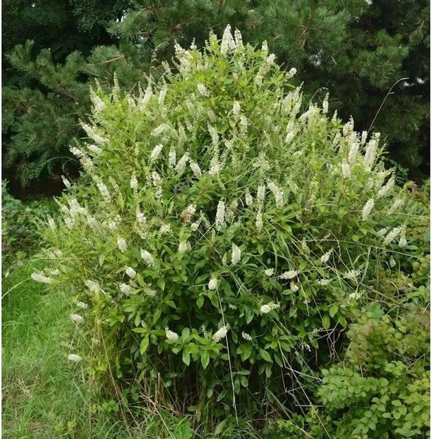 Clethra alnifolia Silberkerzenstrauch mit weißen Blüten von Nr-01.de, Höhe: 40-60 cm - Bild 1