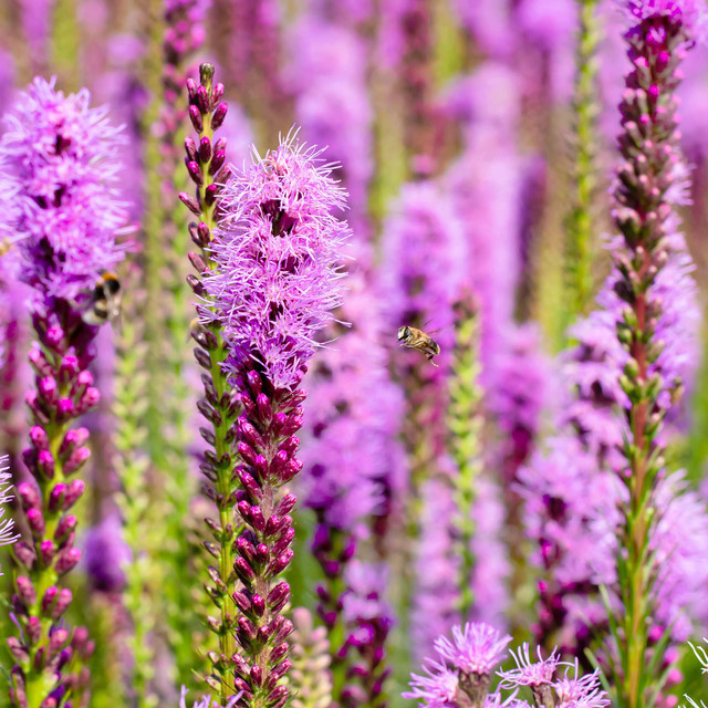 3er Set Liatris Prachtscharte Spicata in Lila von BLUME2000 - Bild 1