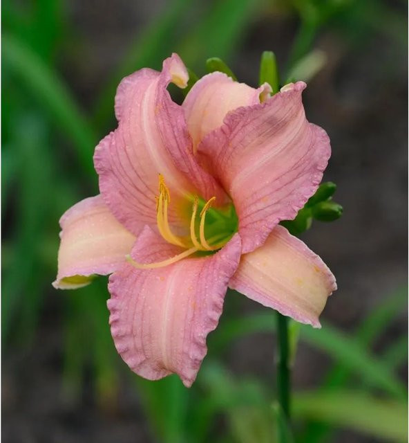 Taglilie Arctic Snow Hemerocallis cultorum weiße Staude für Beet und Garten - Bild 1