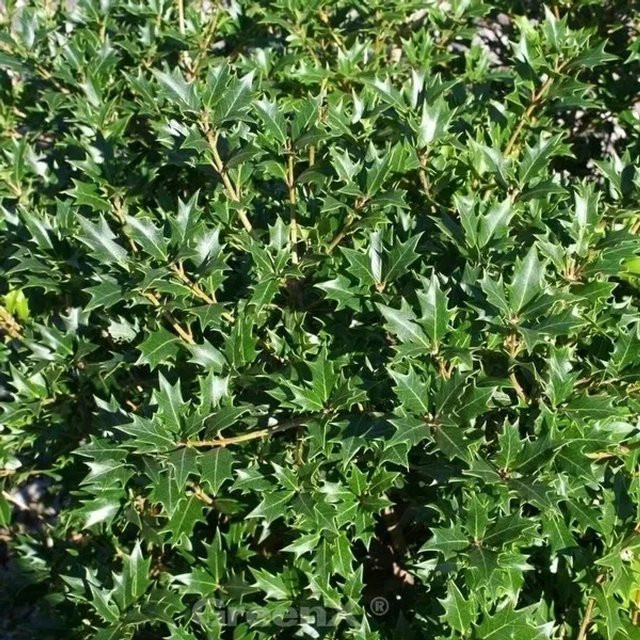 Osmanthus heterophyllus Ilexblättrige Duftblüte von Nr-01.de, grün, Höhe: 100-125 cm - Bild 1