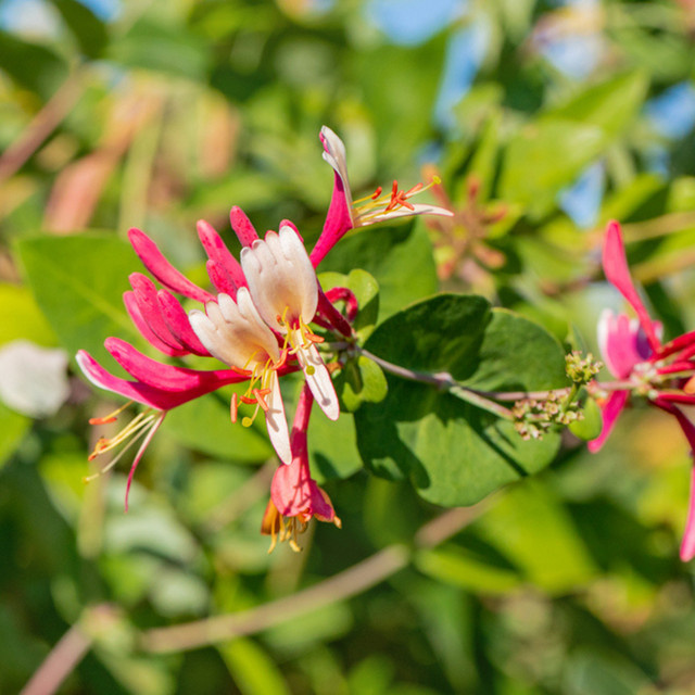 Gelbes Geißblatt Lonicera als Kletterstrauch für deinen Garten und Balkon - Bild 1