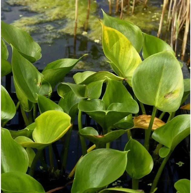 Sumpfcalla Calla palustris von Nr-01.de in Rot und Grün als Sumpfpflanze im Topf - Bild 1