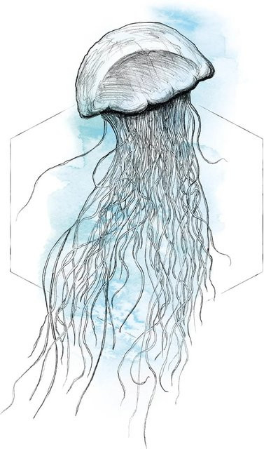Komar Wandbild Jellyfish Watercolor in Blau, B: 40 cm, H: 50 cm - Bild 1