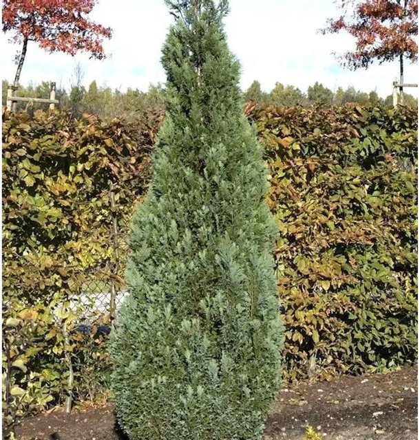 Blaue Kegelzypresse Chamaecyparis awsoniana für den Außenbereich, Höhe: 50-60 cm - Bild 1