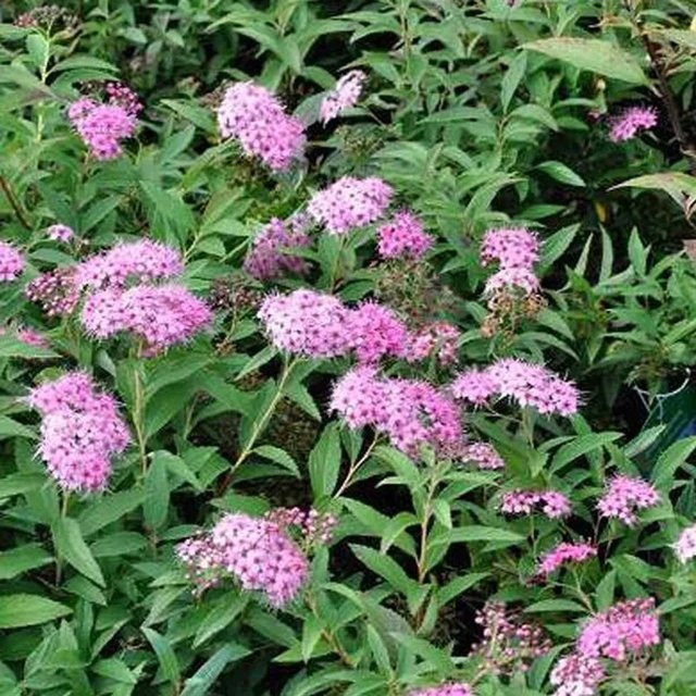 Arborix Sommerspiere Shirobana Spiraea japonica mit weiß-rosa Blüten im Container, Höhe: 30 cm - Bild 1