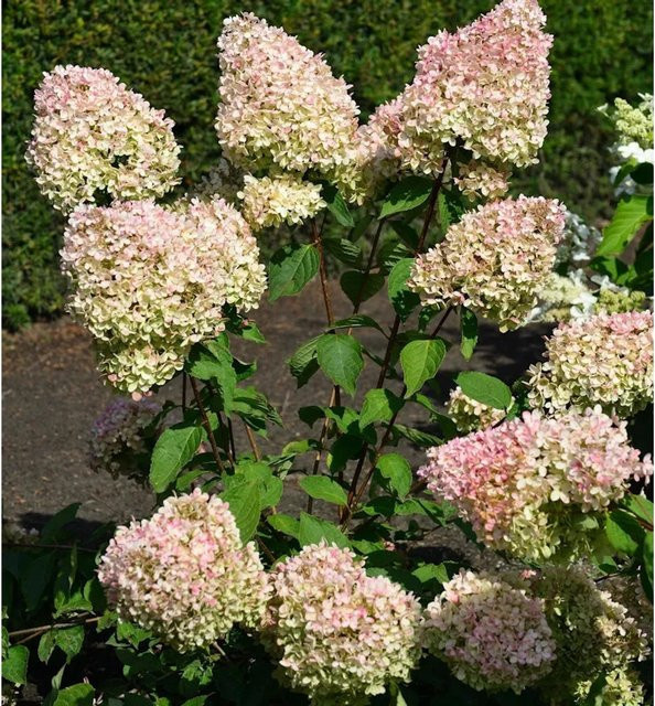 Rispenhortensie Hydrangea paniculata von Nr-01.de, Höhe: 80-100 cm - Bild 1