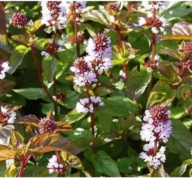 Pfefferminze Mitcham Mentha piperita Gewürzpflanze als mehrjährige Staude im Topf - Bild 1