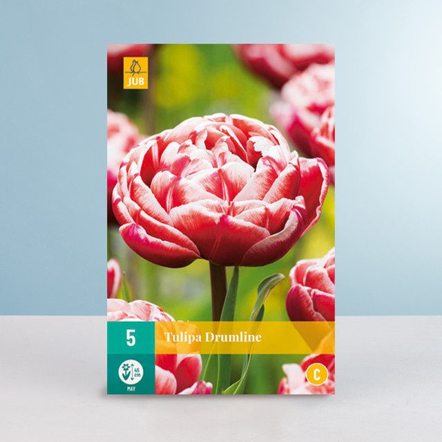 Gefüllte späte Tulpe Drumline von BLUME2000, 5 Zwiebeln für Beete und Blumenkübel - Bild 1