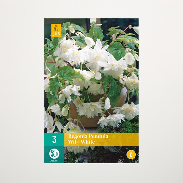 Hänge-Begonie Pendula weiß von BLUME2000, 3 Knollen - Bild 1