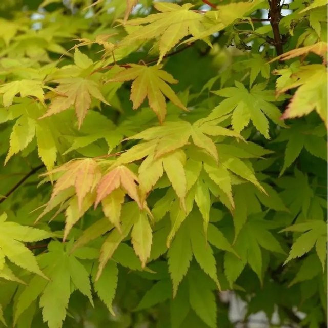 Fächerahorn Summer Gold Acer palmatum von Nr-01.de, Höhe: 60-80 cm, gelbe Blätter - Bild 1