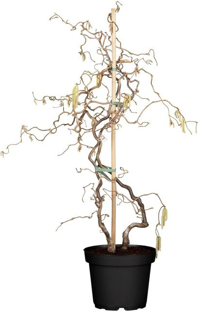 OBI Korkenzieherhasel Corylus Contorta als Zierstrauch im Topf, Höhe: 60 - 80 cm - Bild 1