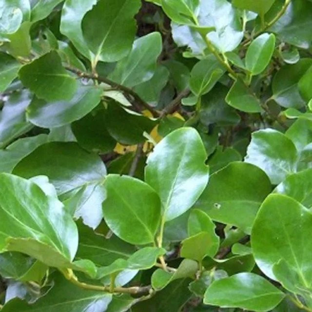 Arborix Griselinia Littoralis Immergrüner Großstrauch im Container, Höhe: 60 bis 80 cm - Bild 1