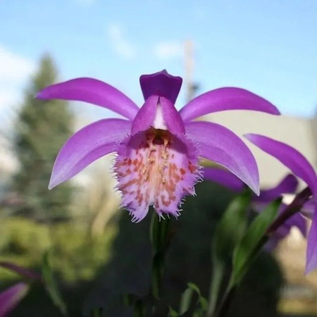 Tibet Orchidee Pleione formosana als mehrjährige Staude für Garten und Haus