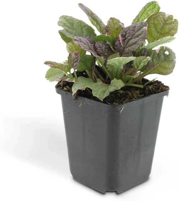 Exotenherz Ajuga Reptans Burgundy Glow Kriechender Günsel Bodendecker Set mit 6 Pflanzen im 9cm Topf - Bild 1