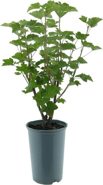 Bio Johannisbeere Titania Ribes nigrum als Fruchtstrauch im Topf, Höhe: 30-40 cm - Bild 1