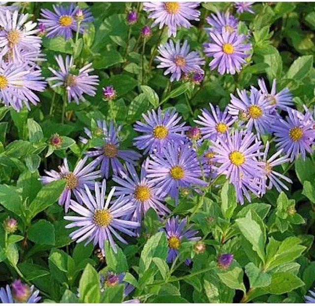 Aster frikartii Berg Aster Wunder von Stäfa, lila Staude für den Außenbereich - Bild 1