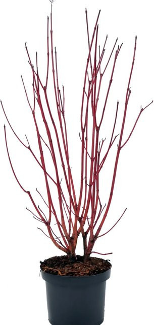 GROW by OBI Sibirischer Hartriegel Cornus alba als Zierstrauch im 4,5l Topf, Höhe: 50-60 cm - Bild 1
