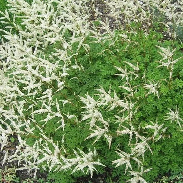 6er Set Arborix Zwerg-Geißbart Aruncus aethusifolius Schattenpflanze, weiße Blüten, Topf 9cm - Bild 1