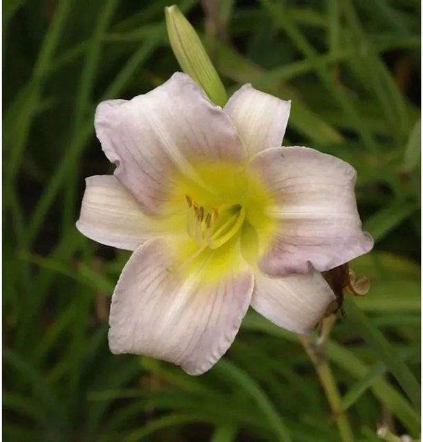 Taglilie Catherine Woodberry Hemerocallis als mehrjährige Staude für Beet und Garten - Bild 1