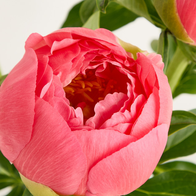Blume2000 Pfingstrosen Rot - Bild 1