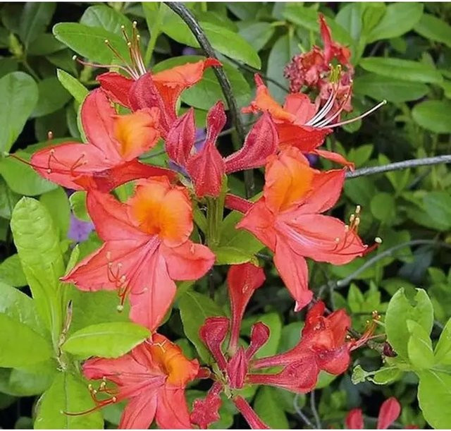 Azalee Tunis Rhododendron luteum Alpenrose, Höhe: 50-60 cm - Bild 1