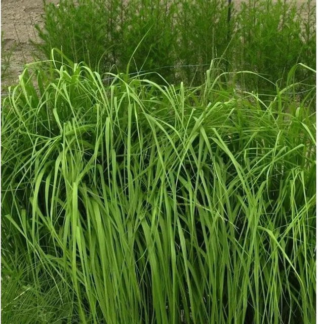 Riesen Pfeifengras Karl Foerster Molinia arundinacea im Topf, grün und goldgelb - Bild 1