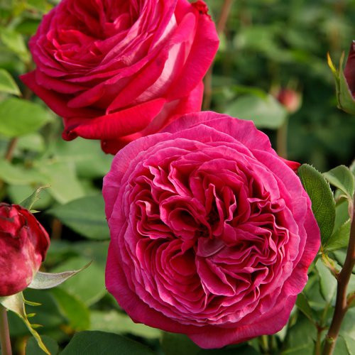 KORDES ROSEN Beetrose Freifrau Caroline in Rosa mit gefüllten Blüten - Bild 1
