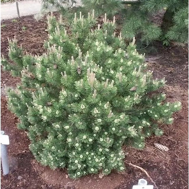 Strauchkiefer Laurin Pinus mugo grün, Höhe: 50-60 cm - Bild 1
