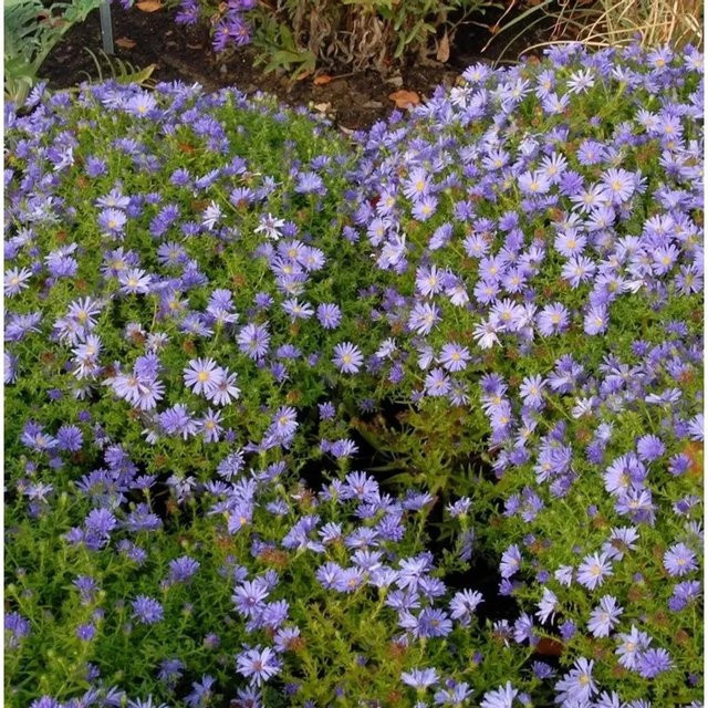 Kissenaster Alice Azurro Aster dumosus in Blau und Violett - Bild 1