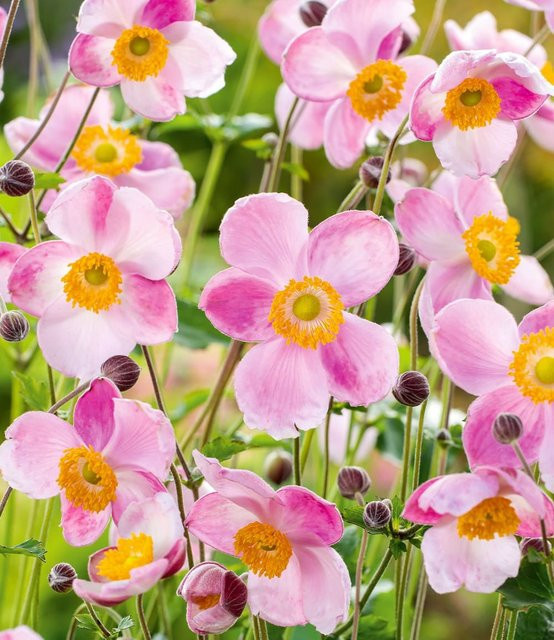 Rosa Herbst-Anemone - Bild 1