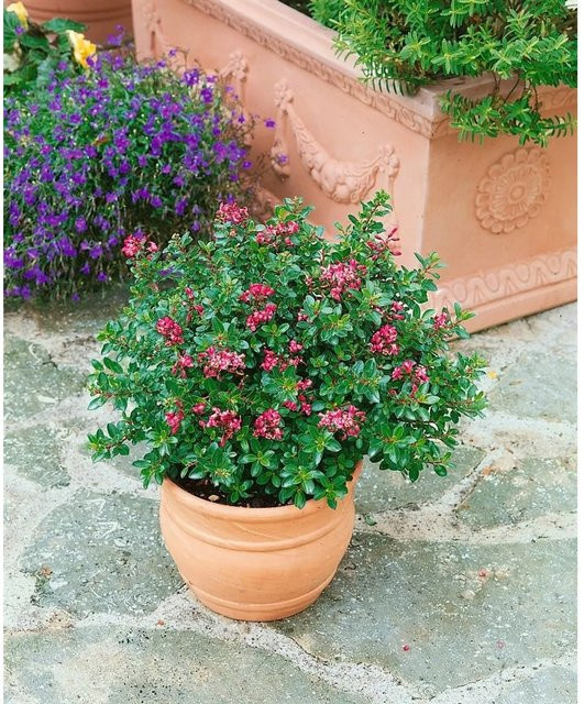 Escallonia Red Dream Immergrüner Strauch mit roten Blüten, 2-3 Liter Container - Bild 1