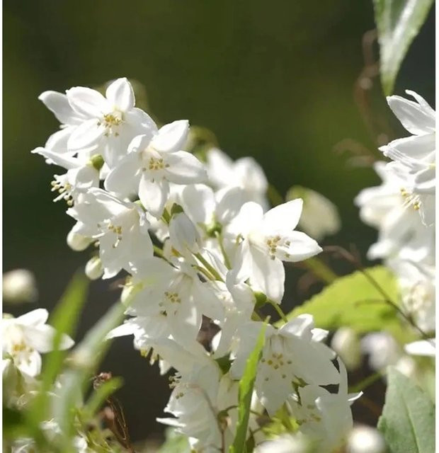 Deutzia gracilis Maiblumenstrauch von Nr-01.de, weiß, Höhe: 40-60 cm - Bild 1