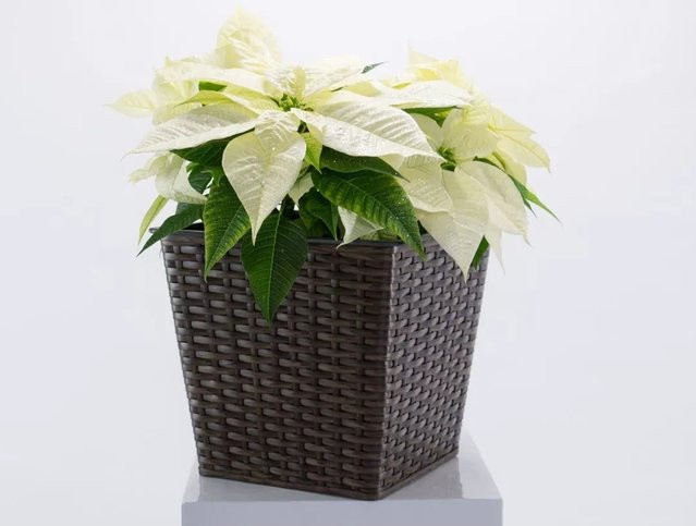 Elegant Einrichten Pflanzkübel quadratisch-konisch aus Polyrattan in Braun, B/T/H: 26 x 26 x 24 cm - Bild 1