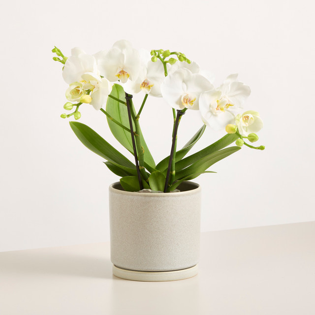 Blühende Orchidee Tablo von BLUME2000 in Weiß als Zimmerpflanze - Bild 1