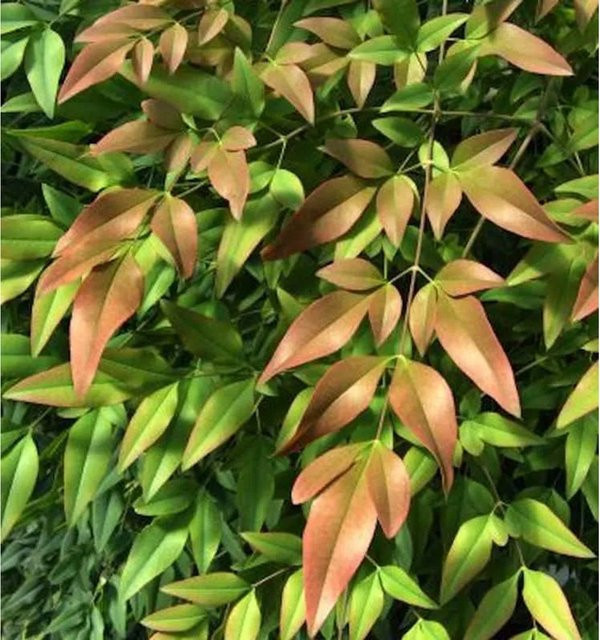 Himmelsbambus Firepower Nandina domestica Strauch, Grün, Höhe: 40-60 cm - Bild 1