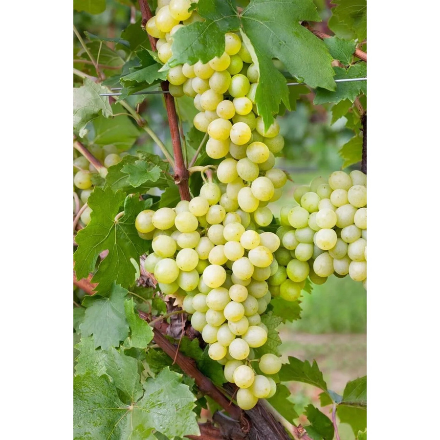 Vitis Vinifera Weinrebe von Pflanzen für dich, Höhe: 80–100 cm - Bild 2