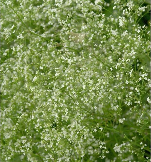 Wald-Labkraut Galium sylvaticum mit weißen Blüten von Nr-01.de - Bild 1