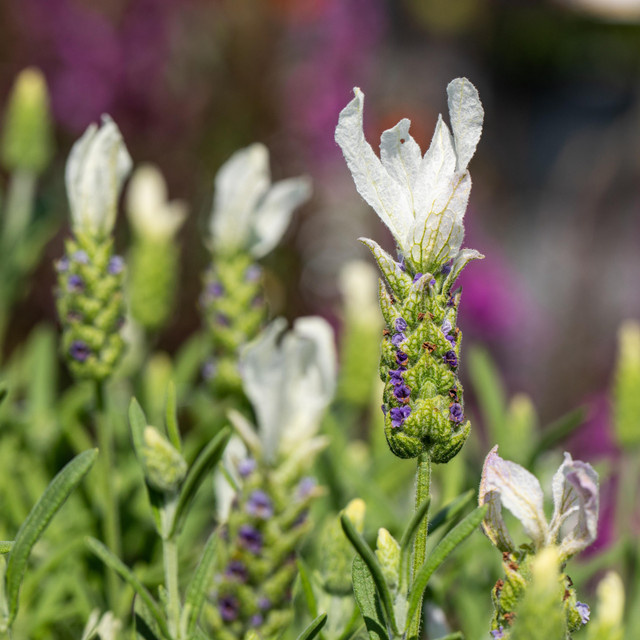 Schopflavendel Lavandula stoechas von BLUME2000 in Weiß für Garten und Balkon - Bild 1